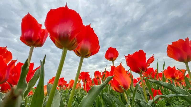 Bunga Tulip Greig jarang di Wilayah Turkistan